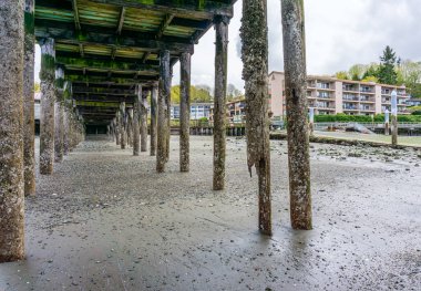Redondo Beach, Washington 'daki iskelenin altında. Gelgit azaldı..