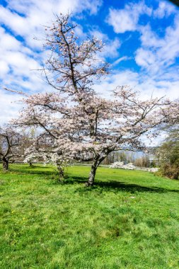 Batı Seattle, Washington 'da bir tepede kiraz çiçekleri açıyor..
