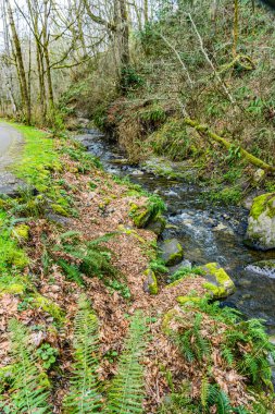 Washington 'daki Des Moines Creek Kayaların üzerinden akıyor.