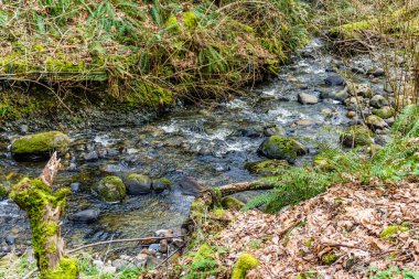 Washington 'daki Des Moines Creek Kayaların üzerinden akıyor.