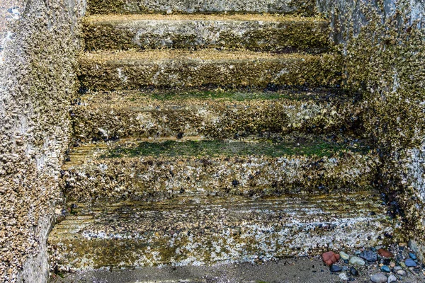 Stairs Shoreline Covered Banacles Macro Shot — Stockfoto