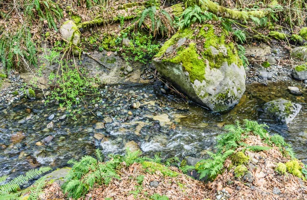 Des Moines, Washington 'daki Yukarı Des Moines Deresi' nin detaylı görüntüsü.