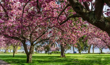 Washington 'daki Seward Park' ta yol boyunca kiraz ağaçları çiçek açtı..