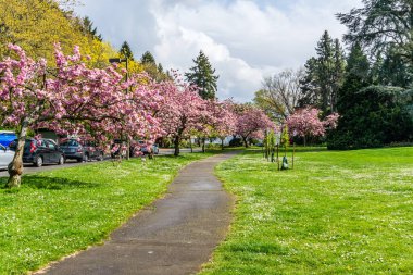 Washington 'daki Seward Park' ta yol boyunca kiraz ağaçları çiçek açtı..