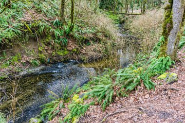 Yukarı Des Moines Deresi, Des Moines, Washington.