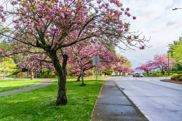 Körsbärsträd Blommar Längs Vägen Vid Seward Park Delstaten Washington — Stockfoto