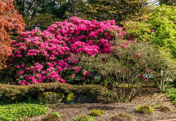 Bursting Flower Blossoms Seward Park Seattle Washington — стокове фото