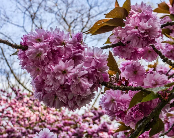 Ανθισμένες Κερασιές Στο Πάρκο Seward Στο Σιάτλ Της Ουάσινγκτον — Φωτογραφία Αρχείου