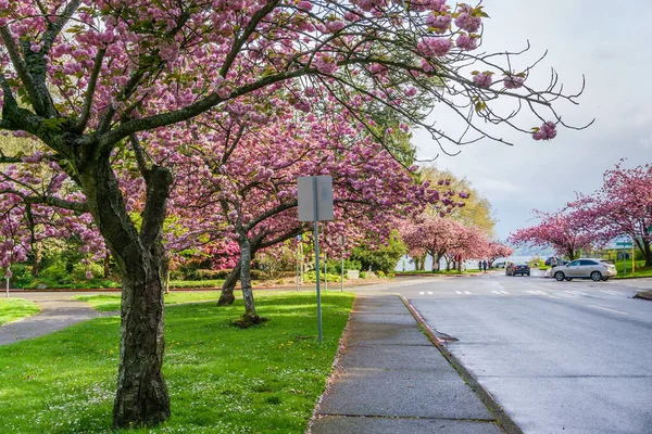 Körsbärsträd Blommar Längs Vägen Vid Seward Park Delstaten Washington — Stockfoto