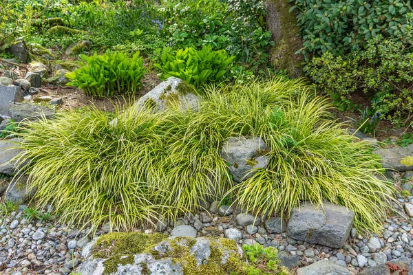 Πράσινα Φυτά Αναπτύσσονται Δίπλα Ένα Ξηρό Στρώμα Ρέματος Στο Seatac — Φωτογραφία Αρχείου
