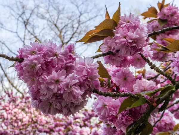 Ανθισμένες Κερασιές Στο Πάρκο Seward Στο Σιάτλ Της Ουάσινγκτον — Φωτογραφία Αρχείου