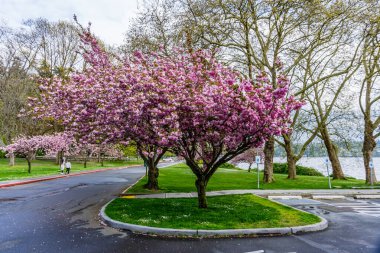 Washington 'daki Seward Park' ta yol boyunca kiraz ağaçları çiçek açtı..