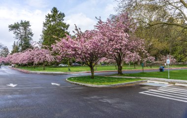 Washington 'daki Seward Park' ta yol boyunca kiraz ağaçları çiçek açtı..