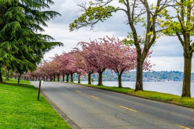 Seattle 'da Washington Gölü boyunca bahar çiçekleri açar..