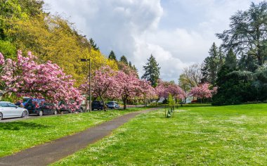 Washington 'daki Seward Park' ta yol boyunca kiraz ağaçları çiçek açtı..