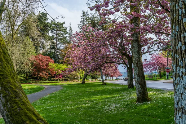 Washington 'daki Seward Park' ta yol boyunca kiraz ağaçları çiçek açtı..