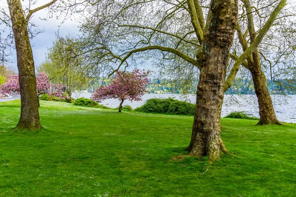 Washington 'daki Seward Park' ta yol boyunca kiraz ağaçları çiçek açtı..