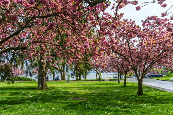 Washington 'daki Seward Park' ta yol boyunca kiraz ağaçları çiçek açtı..