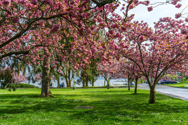 Cherry trees bloom along the road at Seward Park in Washington State.