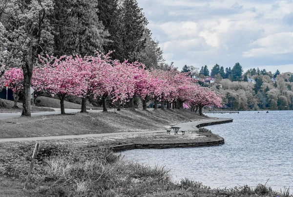 Uitzicht Lake Washington Boulevard Seattle Washington Kersenbomen Staan Bloei — Stockfoto