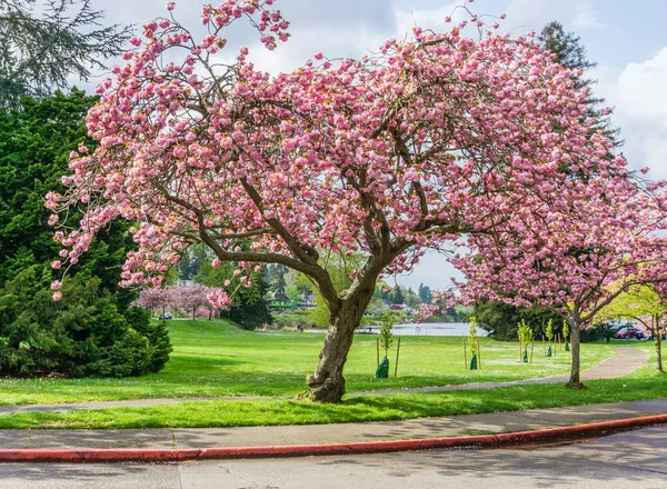 Κερασιές Ανθίζουν Κατά Μήκος Του Δρόμου Στο Πάρκο Seward Στην — Φωτογραφία Αρχείου