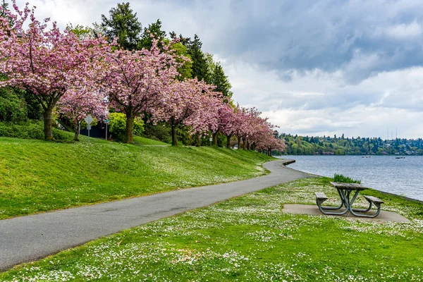 Uitzicht Lake Washington Boulevard Seattle Washington Kersenbomen Staan Bloei — Stockfoto