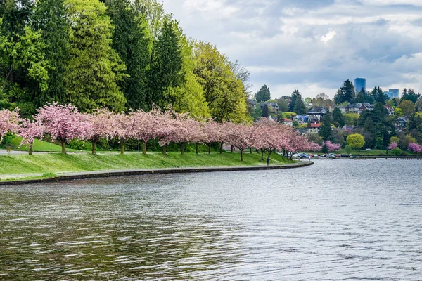 View Lake Washington Boulevard Seattle Washington Cherry Trees Bloom — Fotografia de Stock