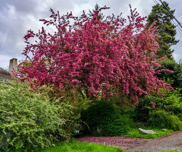 Big Tree Pink Blossome Seattle Washington — Stock Photo, Image