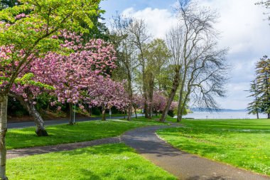 Washington 'daki Seward Park' ta yol boyunca kiraz ağaçları çiçek açtı..