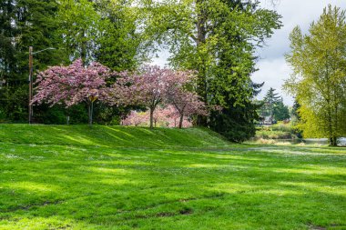 Washington 'daki Seward Park' ta yol boyunca kiraz ağaçları çiçek açtı..