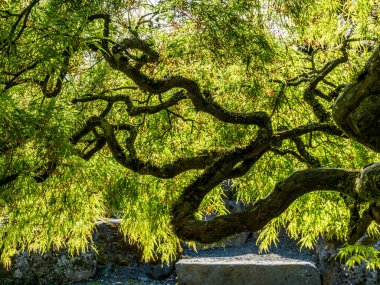 Japon akçaağacı boyunca parlayan ışık dallara soyut bir görünüm kazandırıyor..