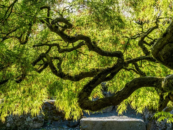 Japon akçaağacı boyunca parlayan ışık dallara soyut bir görünüm kazandırıyor..