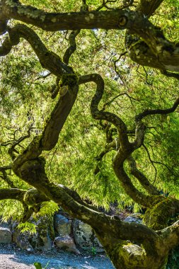 Japon akçaağacı boyunca parlayan ışık dallara soyut bir görünüm kazandırıyor..