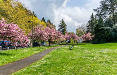 Washington 'daki Seward Park' ta yol boyunca kiraz ağaçları çiçek açtı..