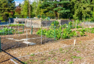 Seatac, Washington 'da bir halk bahçesi..