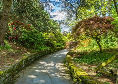 Seouth Seattle, Washington 'daki bir botanik bahçesinde Japon akçaağacı..