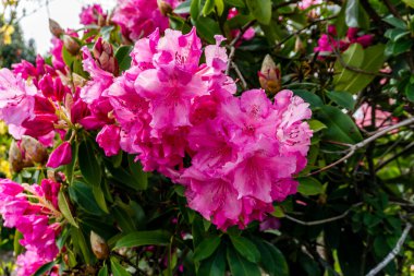 Burien, Washington 'da bir ev bahçesinde pembe Rhododendron çiçeklerinin makro çekimi..