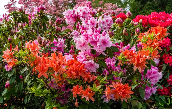 Burien, Washington 'da bir bahçede renklerle dolup taşan zengin, görkemli çiçekler. Yakın çekim..