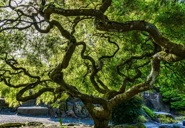 Japon akçaağacı boyunca parlayan ışık dallara soyut bir görünüm kazandırıyor..