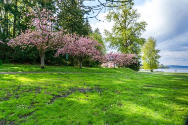 Washington 'daki Seward Park' ta yol boyunca kiraz ağaçları çiçek açtı..