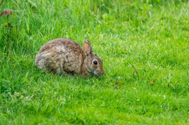 Vahşi bir tavşan, Güney Seattle, Washington 'da açık yeşil çimlerde oturuyor..