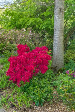 Seatac, Washington 'daki bir bahçede koyu kırmızı çiçekli bir çalı..