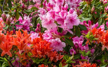 Burien, Washington 'da bir bahçede renklerle dolup taşan zengin, görkemli çiçekler. Yakın çekim..
