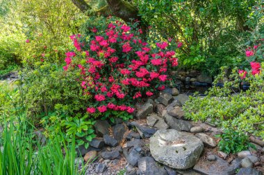 Seatac, Washington 'daki bir bahçede koyu kırmızı çiçekli bir çalı..