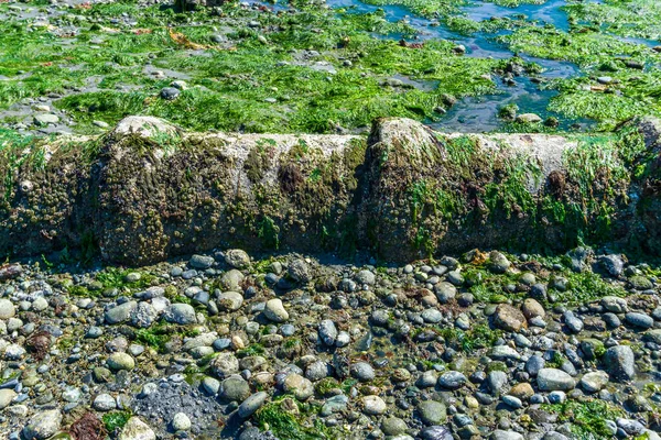 华盛顿州西西雅图的低潮时发现了一条海底管道 — 图库照片