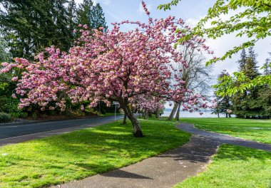 Washington 'daki Seward Park' ta yol boyunca kiraz ağaçları çiçek açtı..