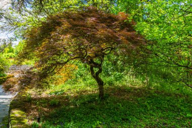 Seouth Seattle, Washington 'daki bir botanik bahçesinde Japon akçaağacı..