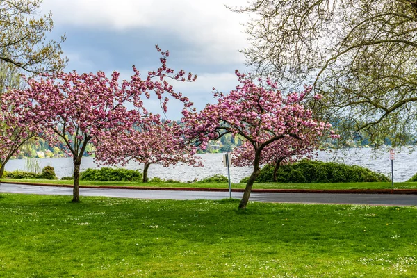 Körsbärsträd Blommar Längs Vägen Vid Seward Park Delstaten Washington — Stockfoto