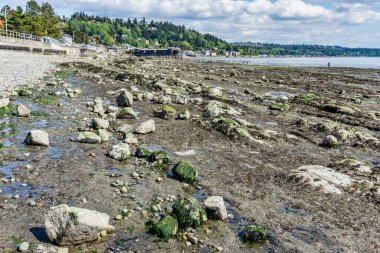 Eksi gelgit, Batı Seattle, Washington 'da engebeli bir deniz tabanını ortaya çıkardı..