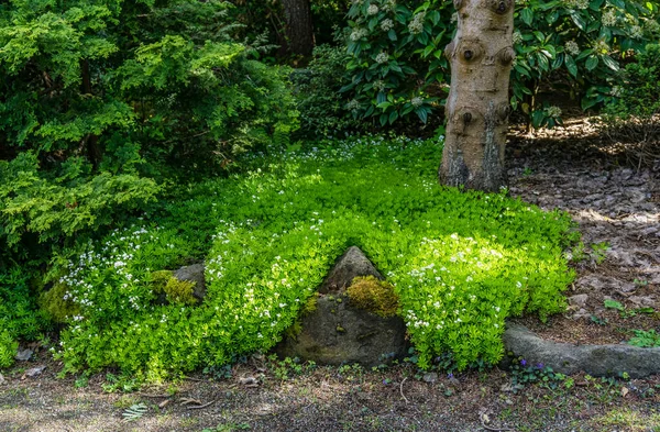 Αγριολούλουδα Φυτρώνουν Έναν Κήπο Στο Νότιο Σιάτλ Της Ουάσινγκτον — Φωτογραφία Αρχείου